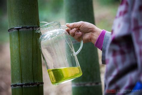 竹子水功效|竹子泡水喝有什么功效